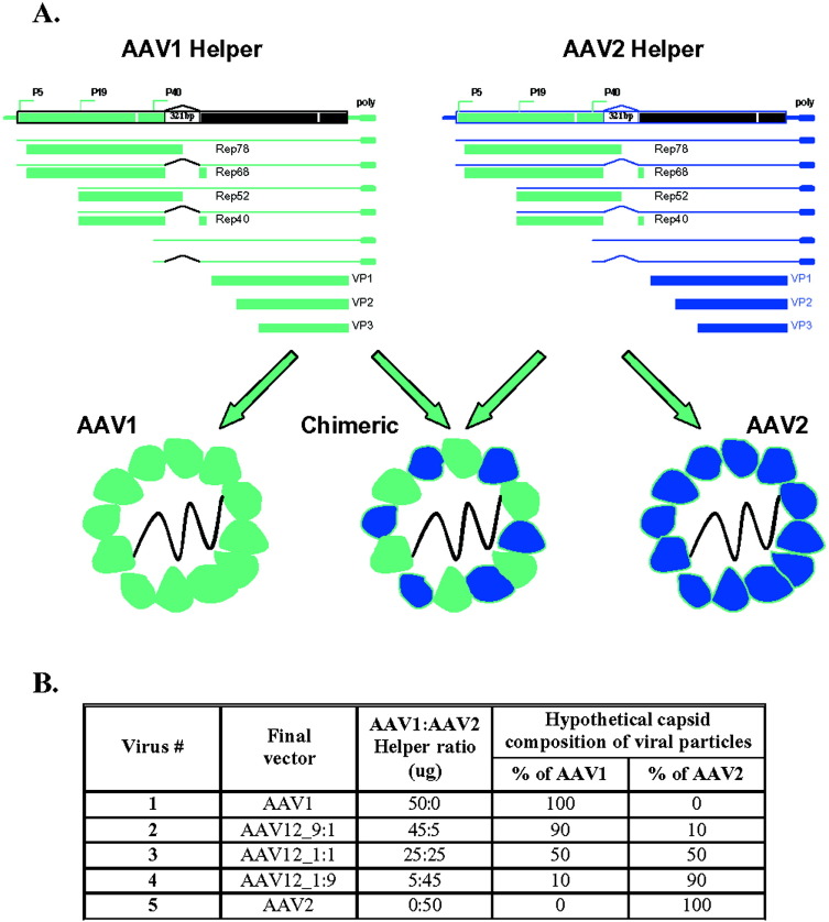 Generation And Characterization Of Chimeric Recombinant Aav 753x838 Generation And Characterization Of Chimeric Recombinant Aav