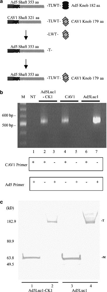 A Human Adenoviral Vector With A Chimeric Fiber From Canine 365x995 A Human Adenoviral Vector With A Chimeric Fiber From Canine
