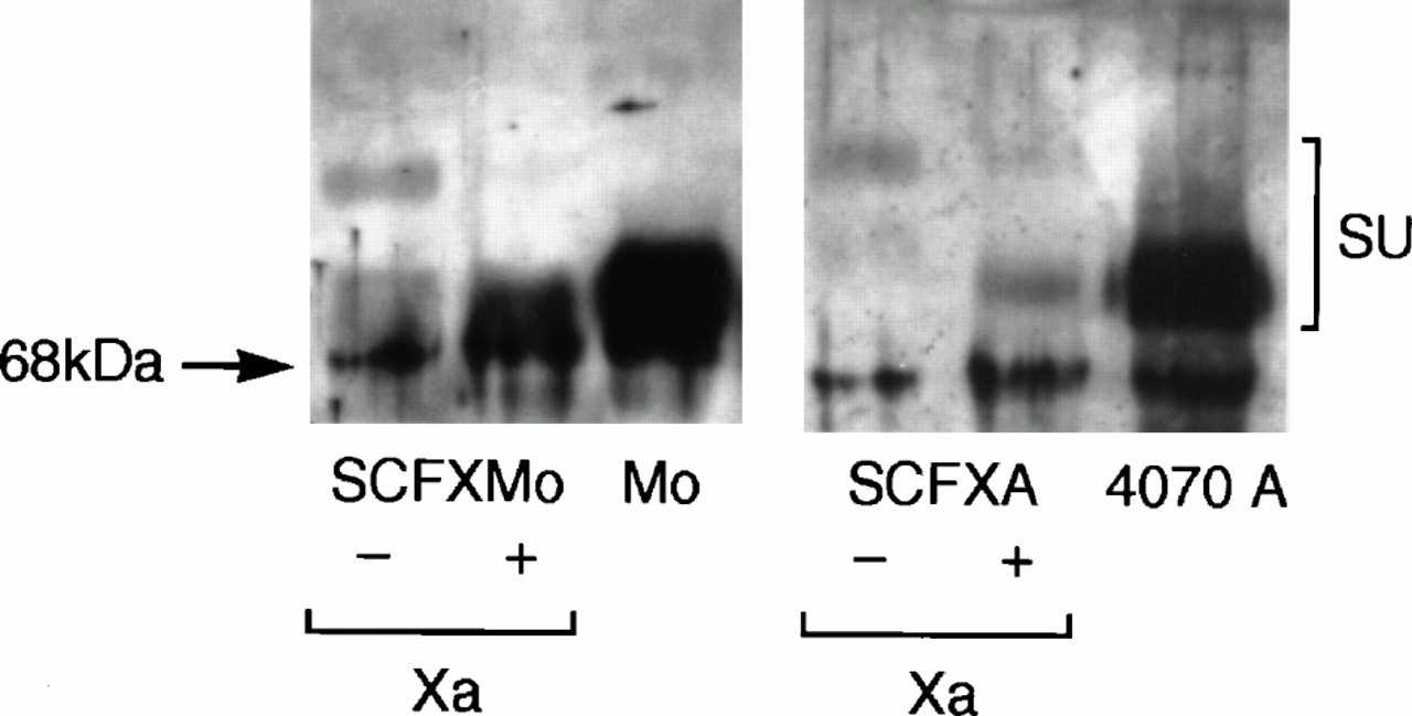 Inverse Targeting Of Retroviral Vectors Selective Gene Transfer 1280x649 Inverse Targeting Of Retroviral Vectors Selective Gene Transfer
