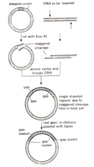 Palindromes And Staggered Cleavage Genetic Engineering 300x532 Palindromes And Staggered Cleavage Genetic Engineering