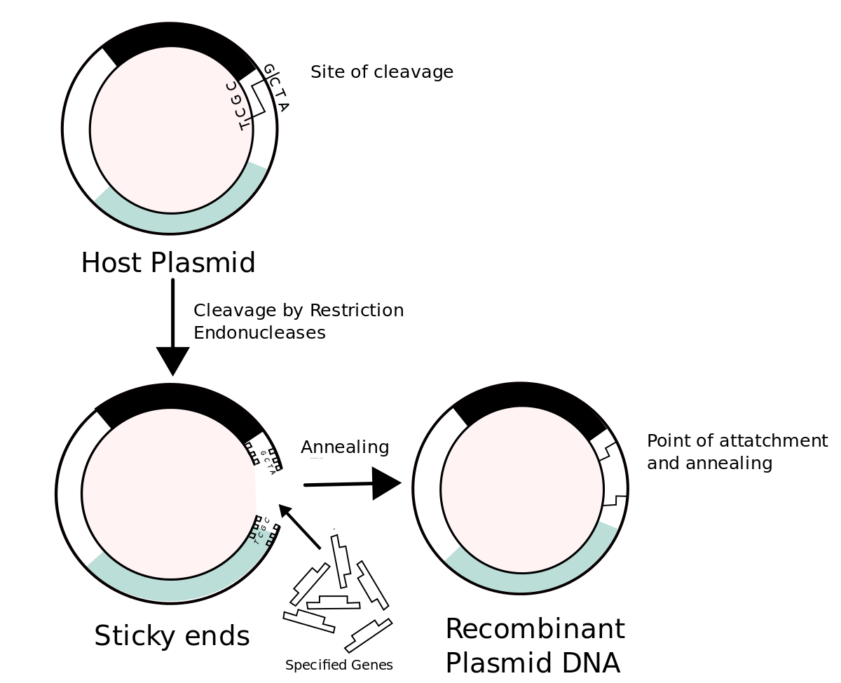Recombinant Dna 1200x974 Recombinant Dna
