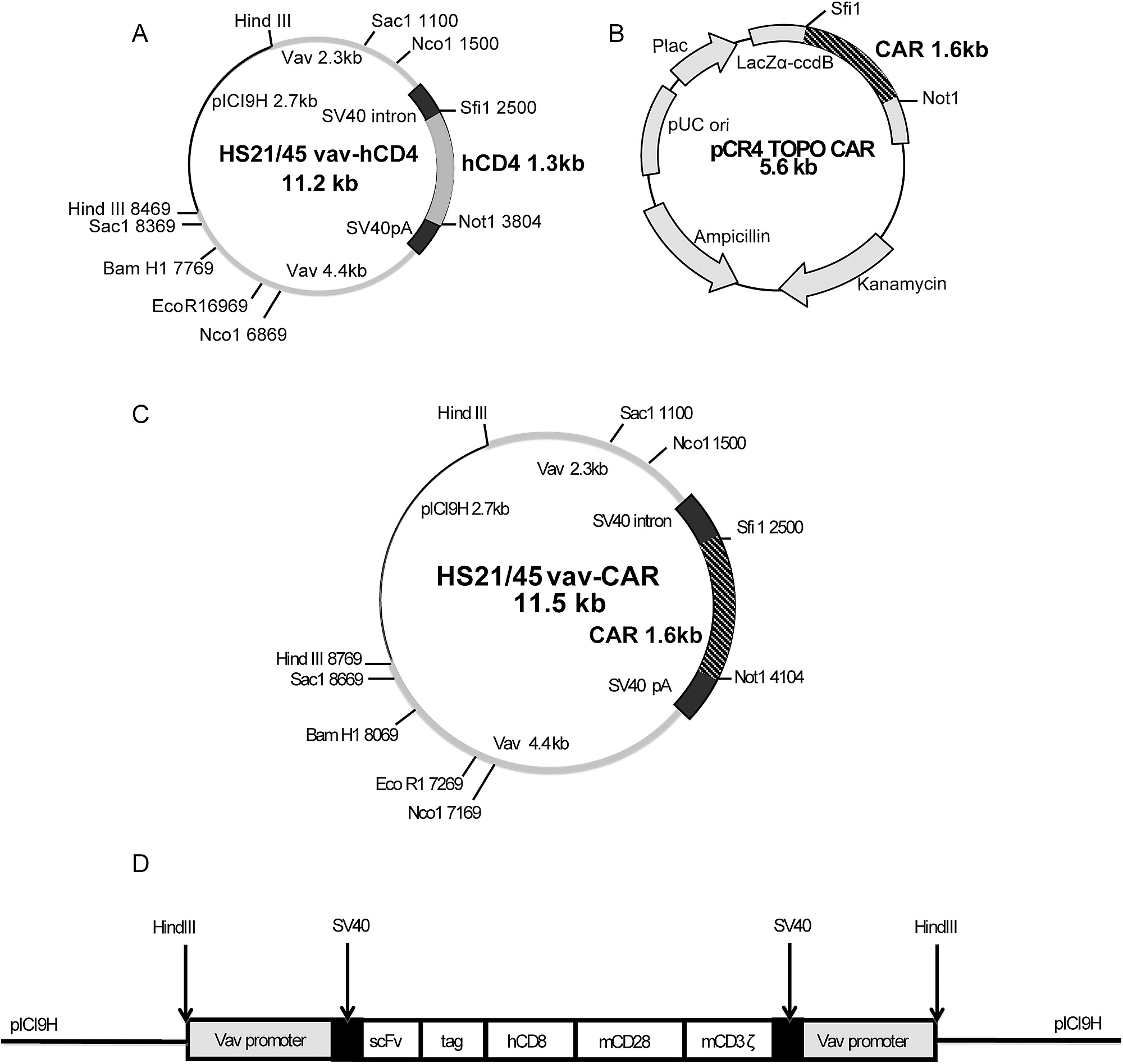 Schematic Of Vav Car Plasmid Generation 2000x1896 Schematic Of Vav Car Plasmid Generation