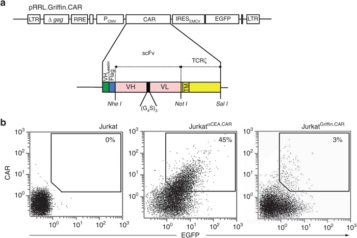 Schematic Representation Of The Lentiviral Vector Encoding A First 700x467 Schematic Representation Of The Lentiviral Vector Encoding A First