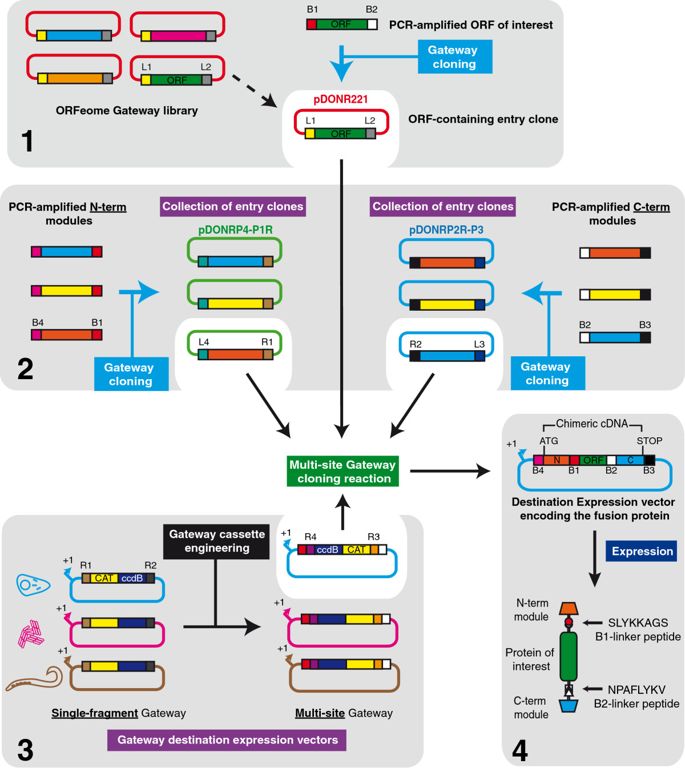 A Plasmid Toolkit For Cloning Chimeric Cdnas Encoding Customized 685x768 A Plasmid Toolkit For Cloning Chimeric Cdnas Encoding Customized