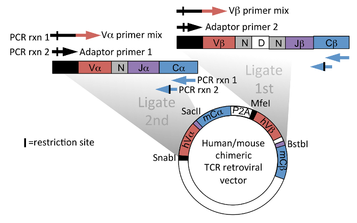 Streamlined Single Cell Tcr Isolation And Generation Of Retroviral 700x437 Streamlined Single Cell Tcr Isolation And Generation Of Retroviral