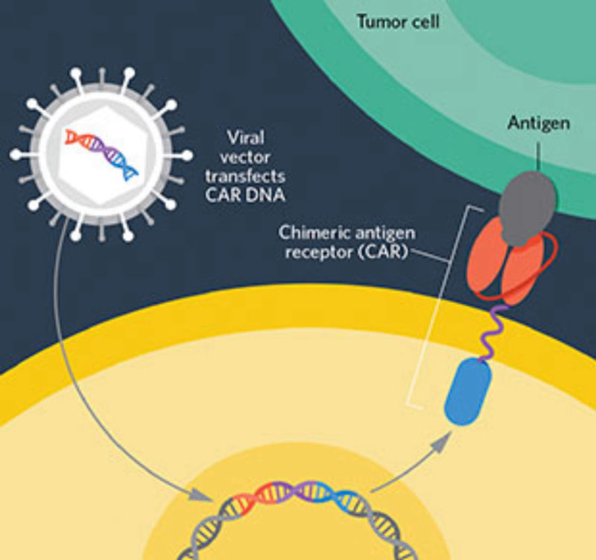 The Car T Cell Race The Scientist 1200x1127 The Car T Cell Race The Scientist