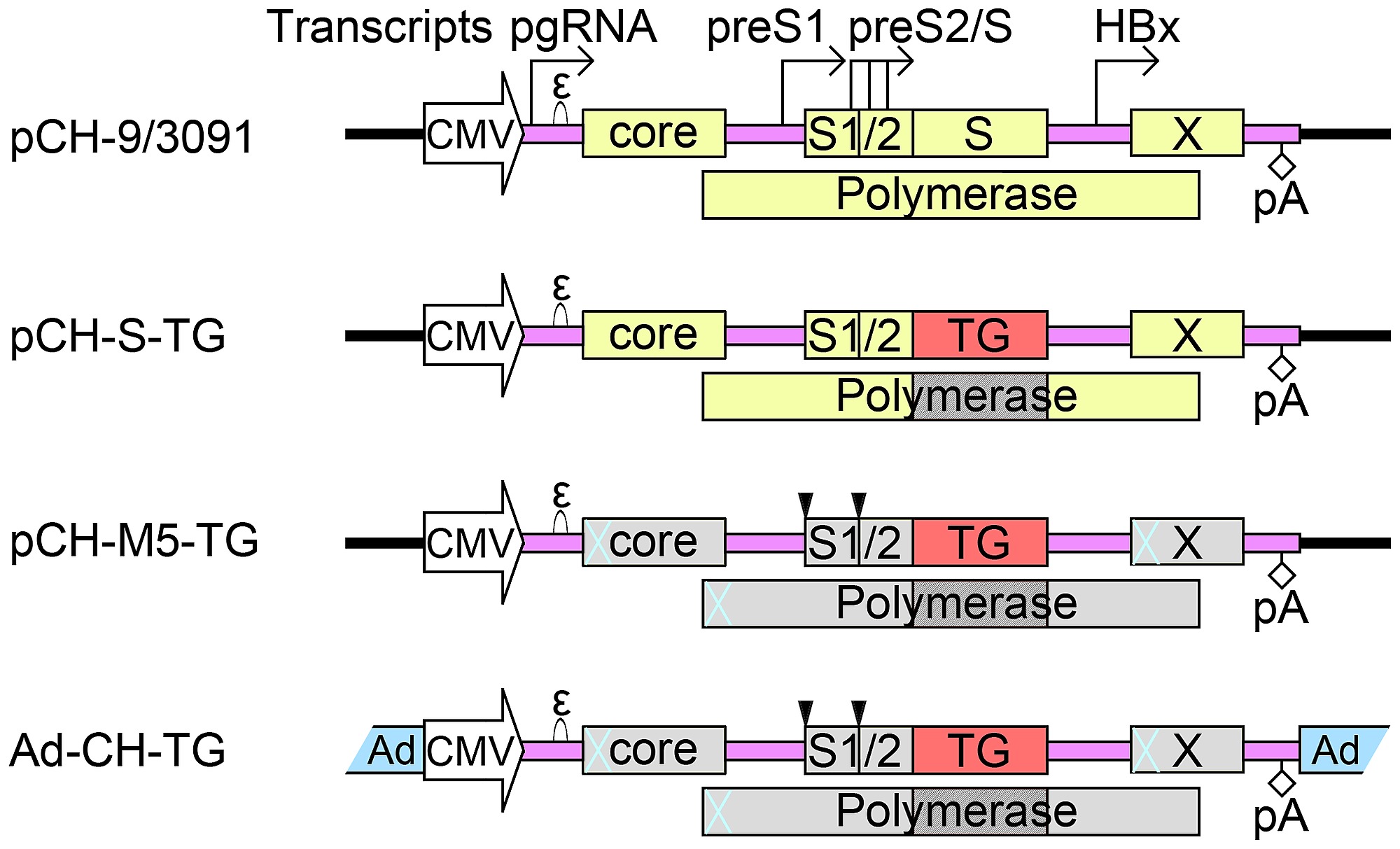Truncated Active Human Matrix Metalloproteinase Delivered 2000x1213 Truncated Active Human Matrix Metalloproteinase Delivered