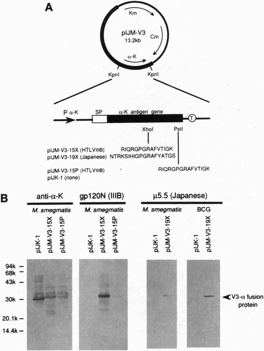 Vector Construction And Expression Of The Pnd A Antigen Chimeric 850x1131 Vector Construction And Expression Of The Pnd A Antigen Chimeric