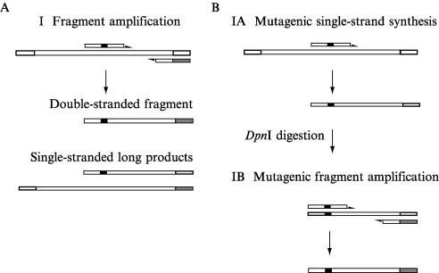 Chimeric Gene 492x306 Chimeric Gene