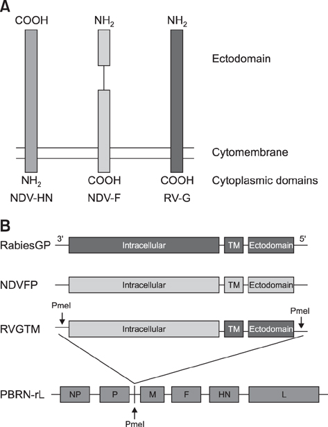 Chimeric Rabies Glycoprotein With A Transmembrane Domain 473x615 Chimeric Rabies Glycoprotein With A Transmembrane Domain