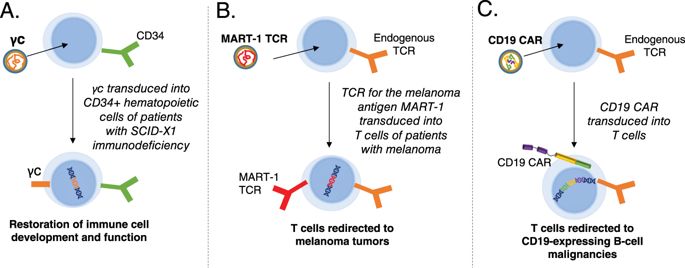 Clinical Use Of Lentiviral Vectors Leukemia 685x268 Clinical Use Of Lentiviral Vectors Leukemia