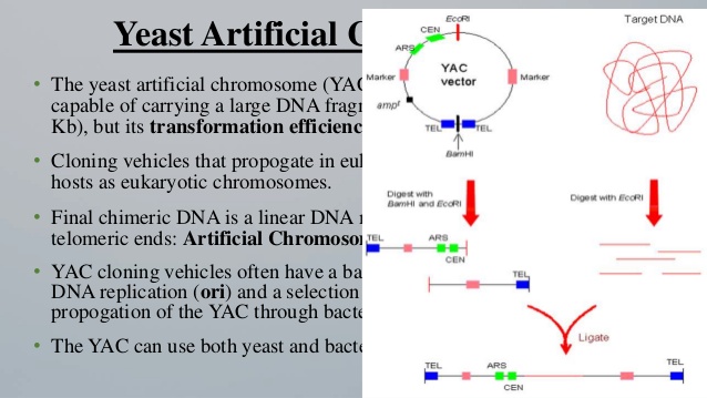 Cloning Vector 638x359 Cloning Vector