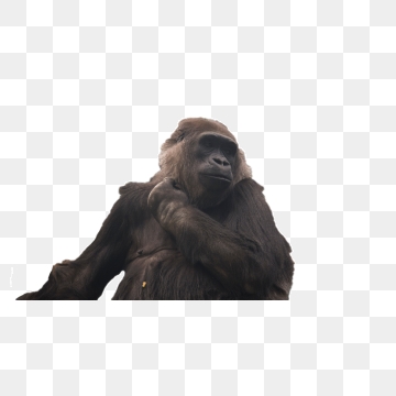 360x360 Chimpanzee Png, Vector, And Clipart With Transparent