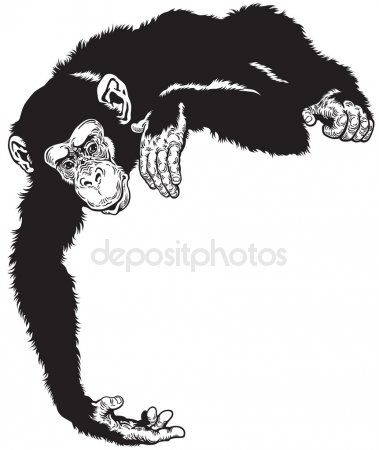 379x450 Chimpanzee Black White Wild Animals Vector Illustrations