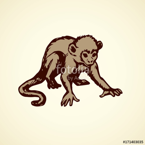 500x500 Chimpanzee Vector Illustration Stock Image And Royalty Free