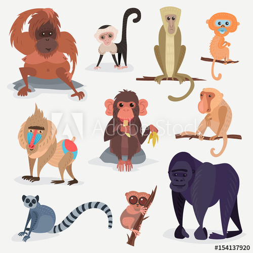 500x500 Different Cartoon Monkey Breed Character Animal Wild Zoo Ape