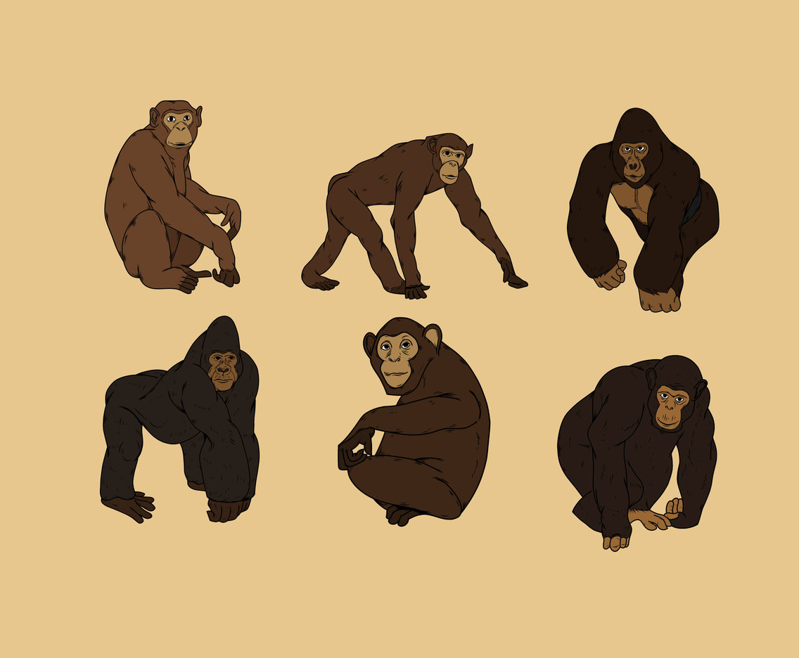 1136x936 Gorilla And Chimp Vector Vector Art Graphics