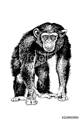 335x500 Graphical Sketch Of Chimp Isolated On White Background,vector