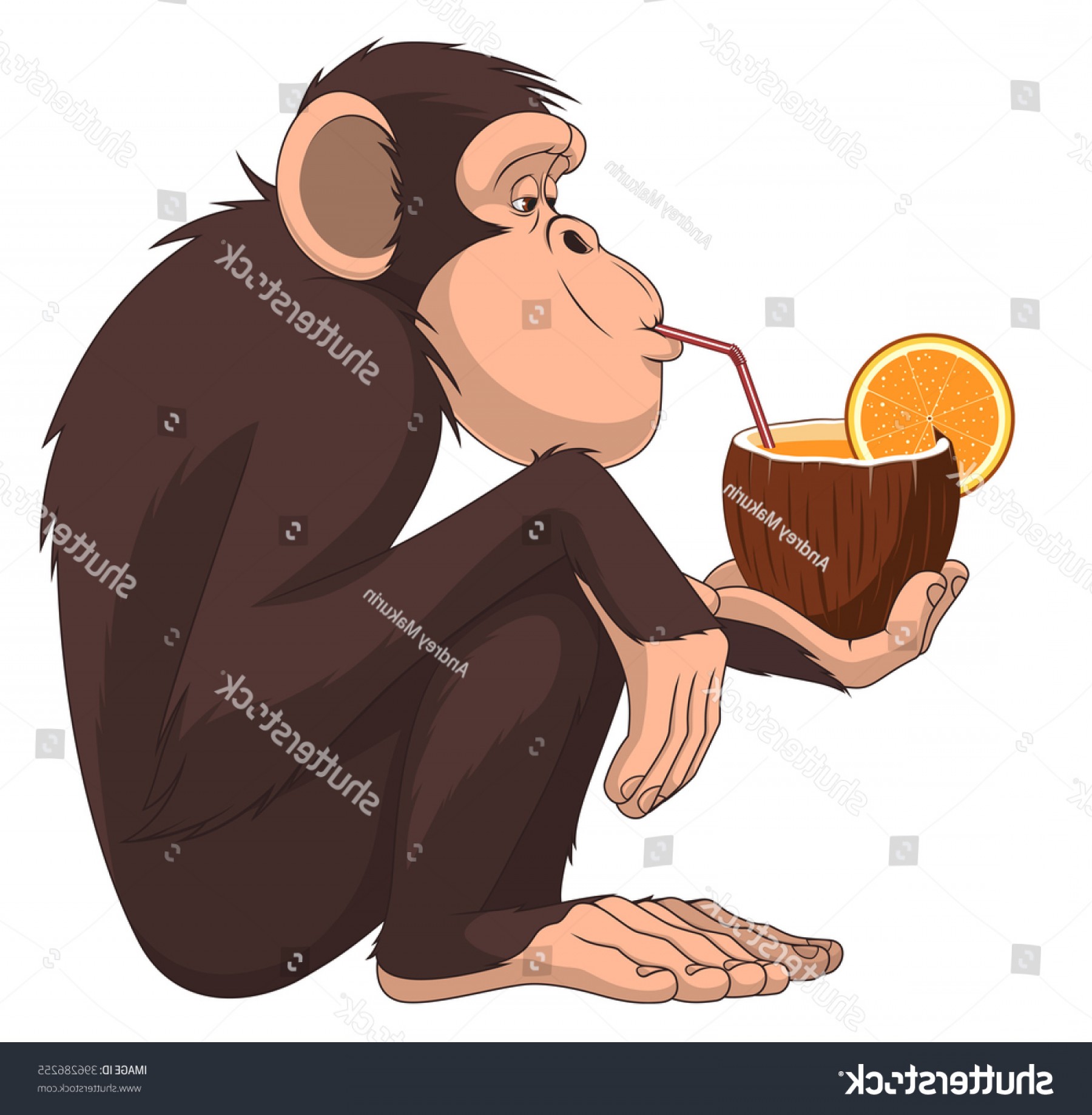 1800x1837 Vector Illustration Funny Chimpanzee Sitting Drinking Soidergi