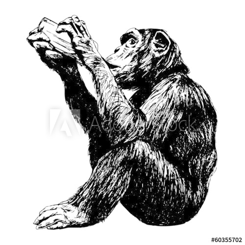 500x500 Drinker Chimpanzee