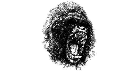 568x294 Chimpanzee Free Vector