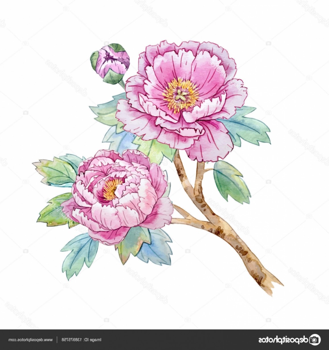 1155x1228 Stock Illustration Watercolor Chinese Peony Flower Newwaysys