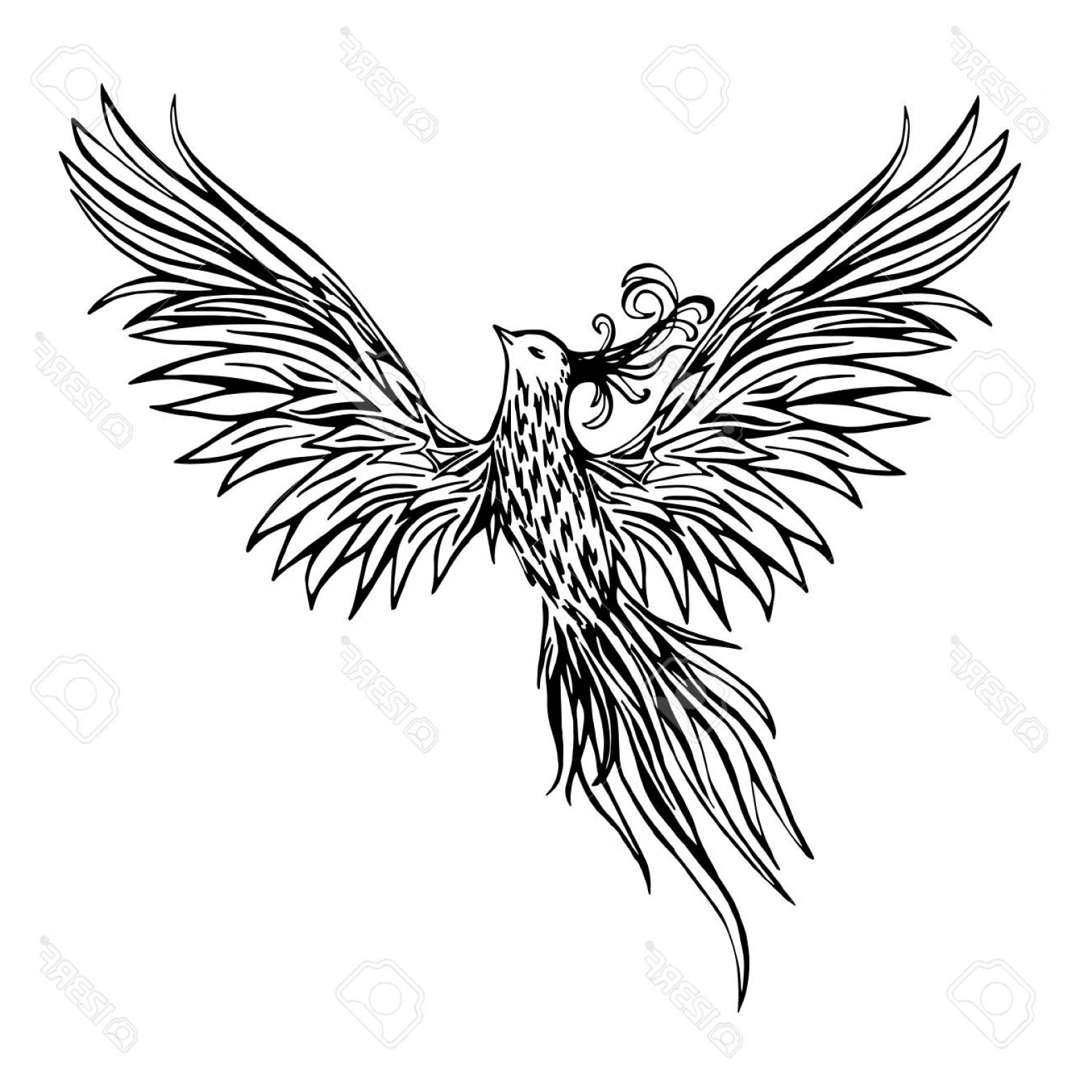 Photostock Vector Hand Drawn Chinese Peacock Tattoo Asian Phoenix 1560x1560 Photostock Vector Hand Drawn Chinese Peacock Tattoo Asian Phoenix