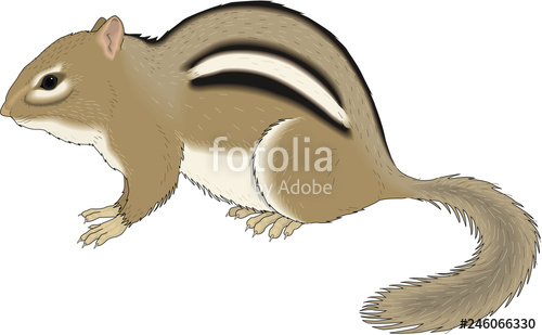 500x309 Chipmunk Vector Illustration Stock Image And Royalty Free Vector