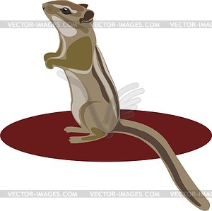 300x299 Chipmunk
