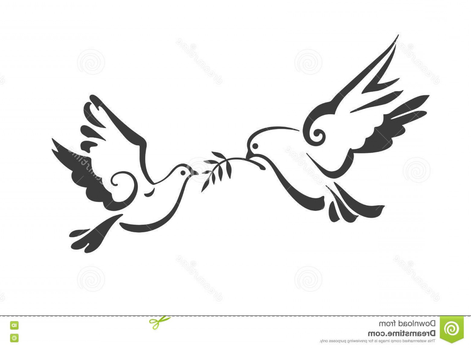 Stock Illustration Vector Doves Isolated White Peace Dove Olive 1560x1154 Stock Illustration Vector Doves Isolated White Peace Dove Olive