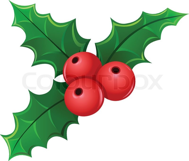 Christmas Holly Berry Mistletoe Stock Vector Colourbox 800x680 Christmas Holly Berry Mistletoe Stock Vector Colourbox