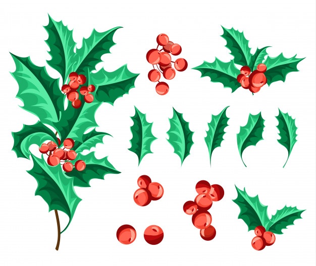 Holly Vectors, Photos And Free Download 626x528 Holly Vectors, Photos And Free Download