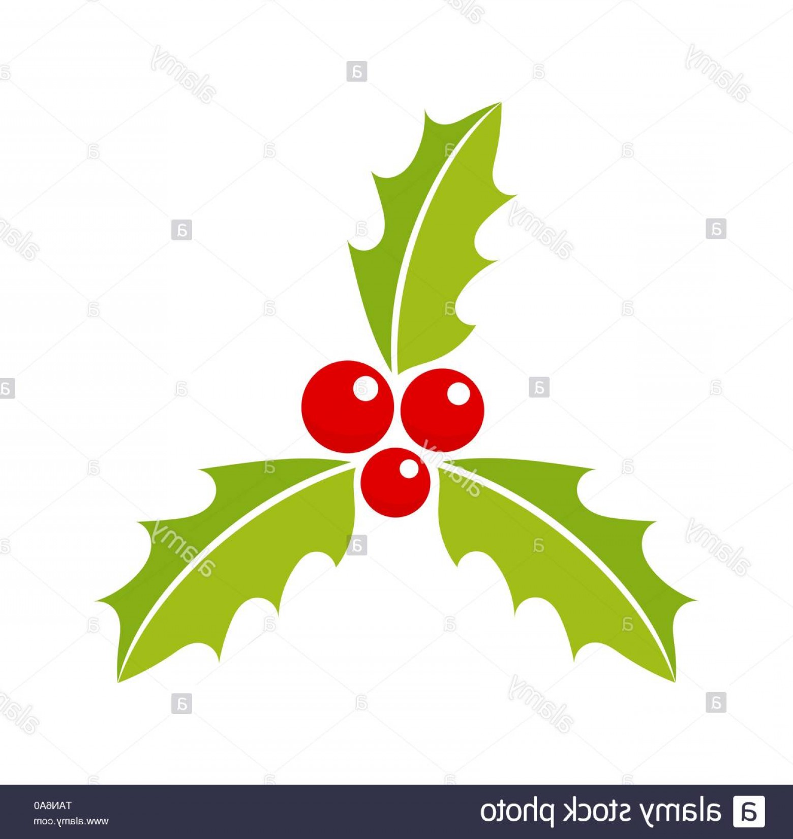 Christmas Holly Berries Plant Icon Vector Illustration Image 1560x1651 Christmas Holly Berries Plant Icon Vector Illustration Image