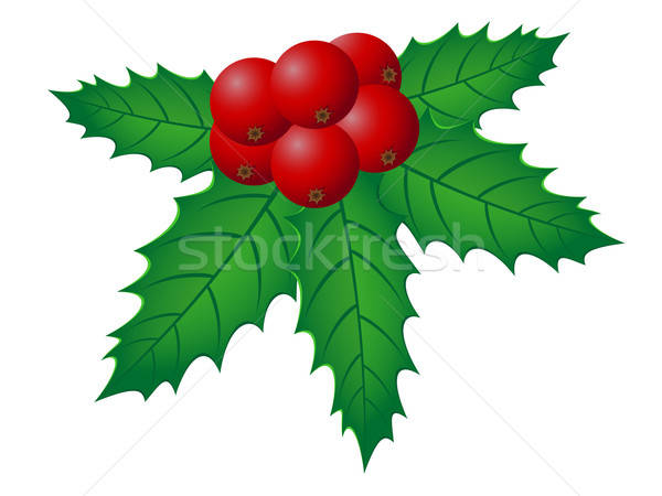 Christmas Holly Vector At Collection Of Christmas Holly Vector Free For