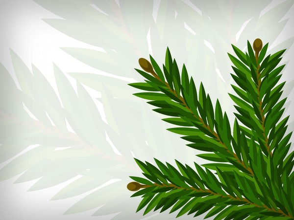 600x450 Pine Twig High Quality Leaves Vector