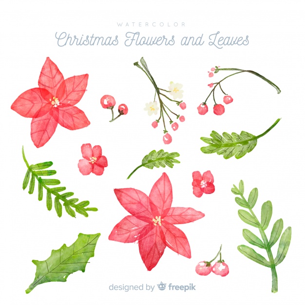 626x626 Watercolor Christmas Flowers And Leaves Vector Free Download