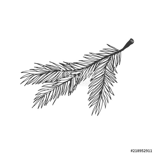 500x500 Christmas Tree Branch Vector Illustration Isolated On White