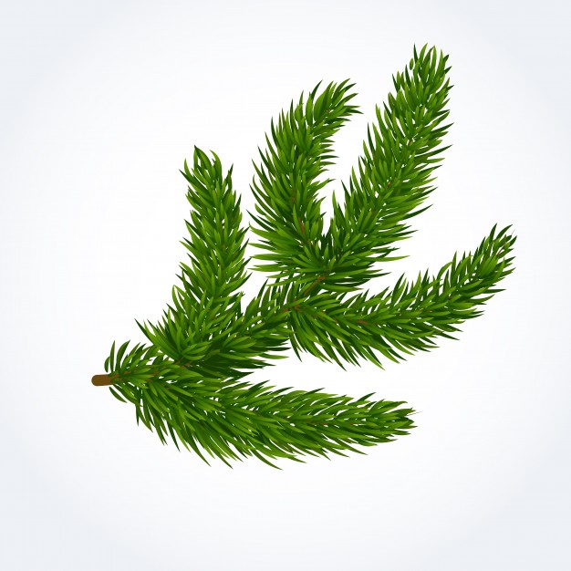 626x626 Green Tree Branch Vector Free Download