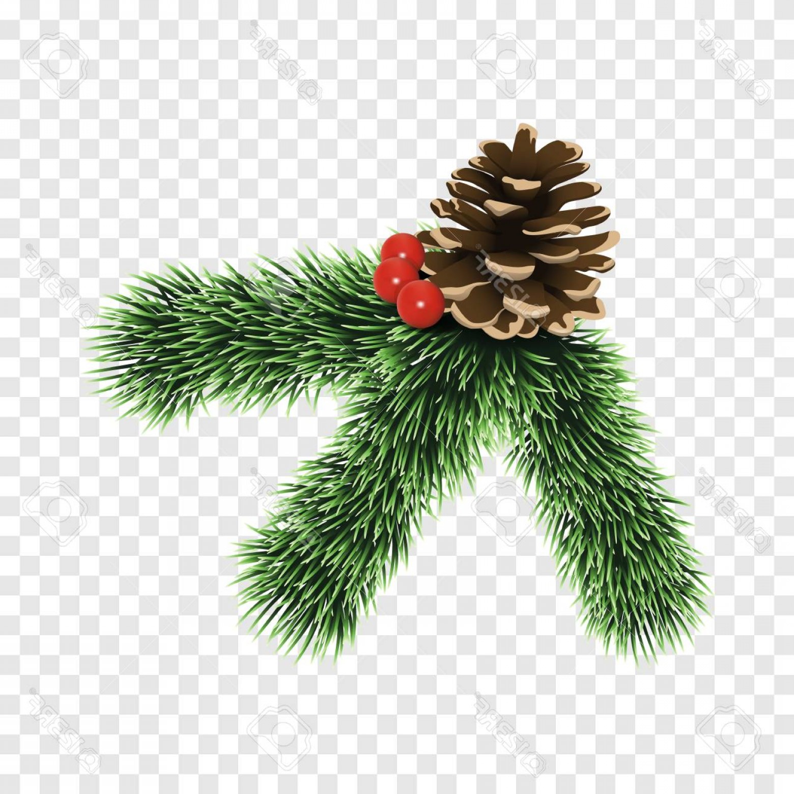 1560x1560 Photostock Vector Pine Tree Branch Icon Realistic Illustration