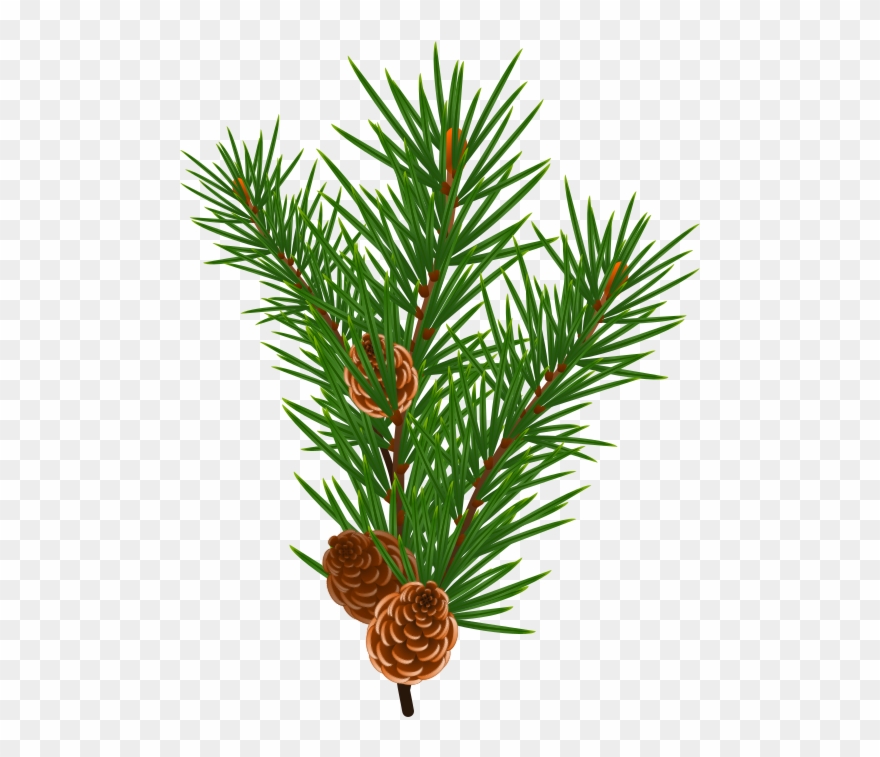 Download Christmas Tree Branch Vector at Vectorified.com ...