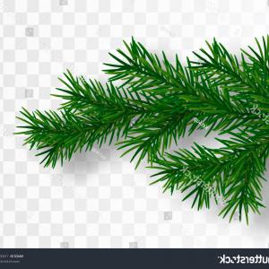 300x300 Pine Tree Branch Vector Christmas Isolated Wallkeeper