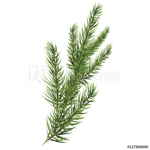 500x500 Spruce Branches Christmas Tree Branch Vector Vector