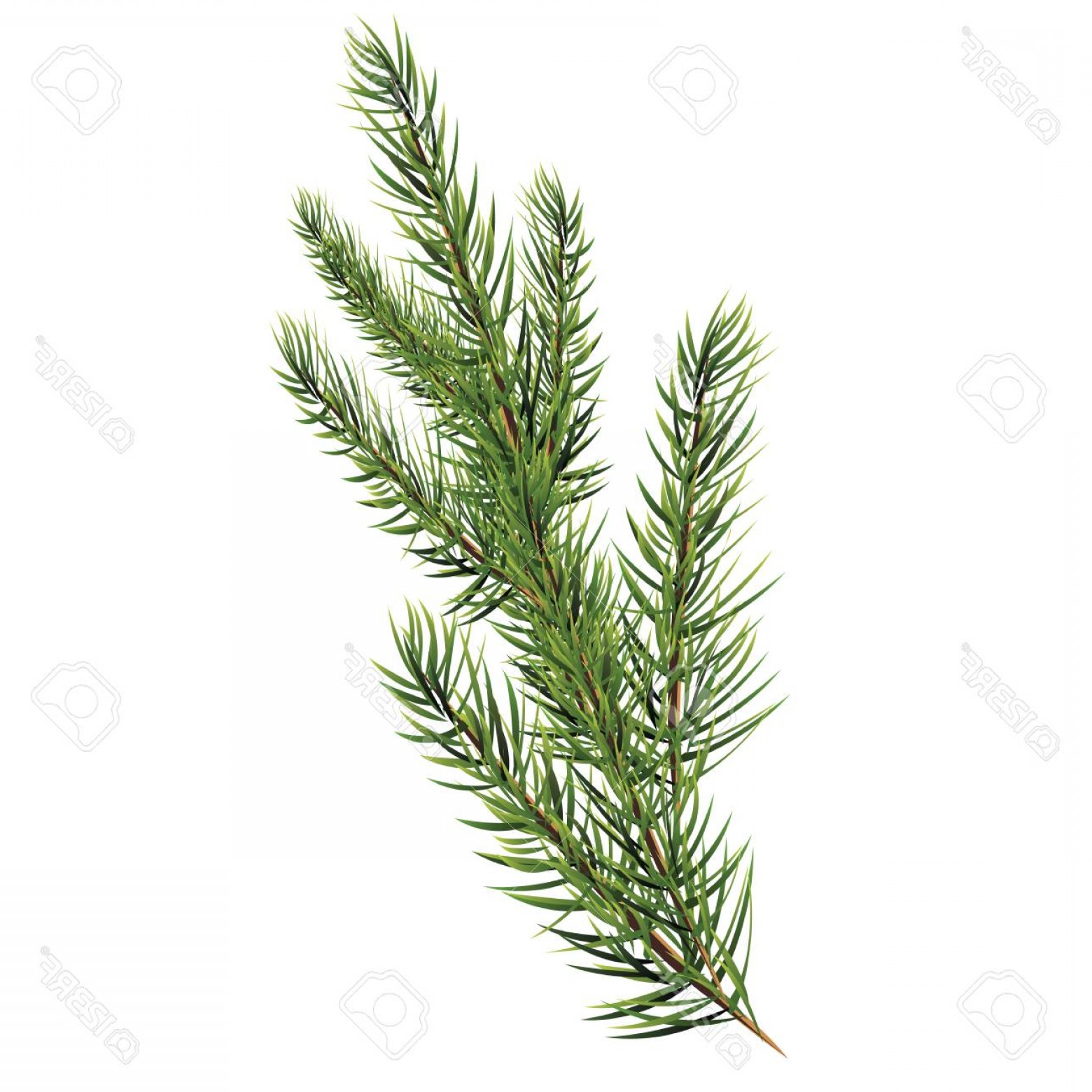 1560x1560 Branch Christmas Tree Vector Catchsplace