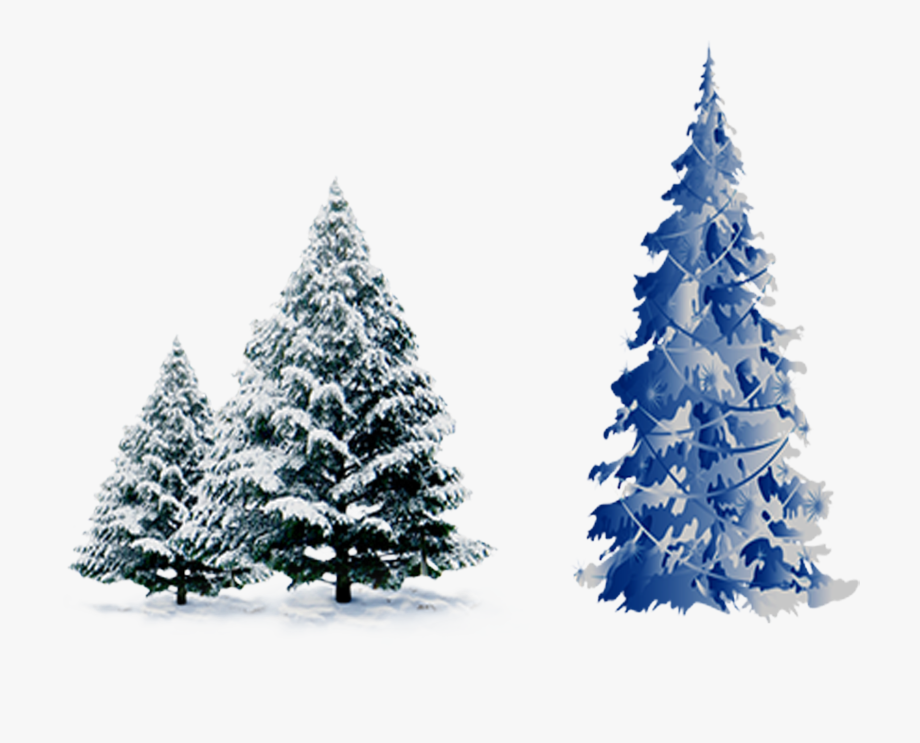 920x743 Snow Pine Png