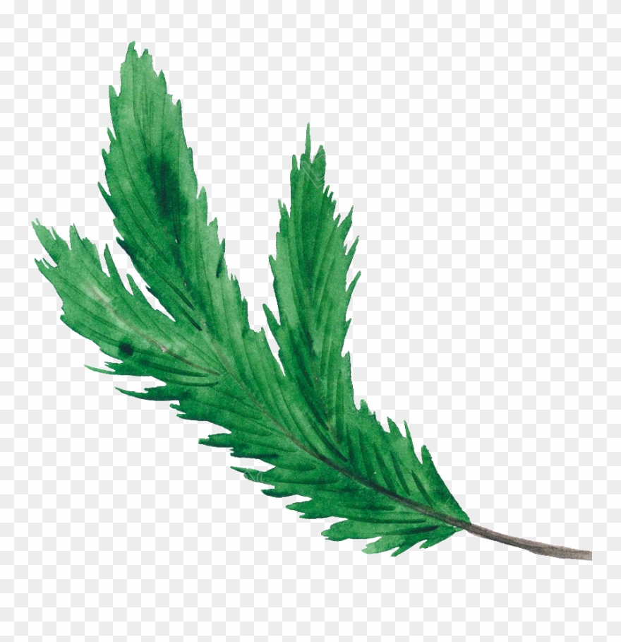 Christmas Leaf Png Green Christmas Leaf Christmas Transparent 880x909 Christmas Leaf Png Green Christmas Leaf Christmas Transparent