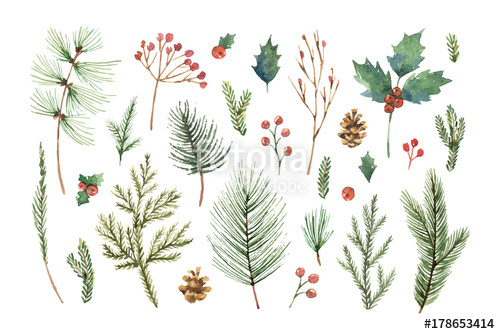 500x334 Watercolor Vector Christmas Set With Evergreen Coniferous Tree