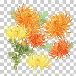 Chrysanthemum Vector