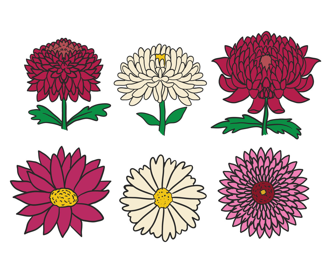 1136x936 Chrysanthemum Vector Set Vector Art Graphics