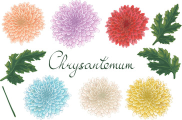 364x240 Chrysanthemum Vector Photos, Royalty Free Images, Graphics