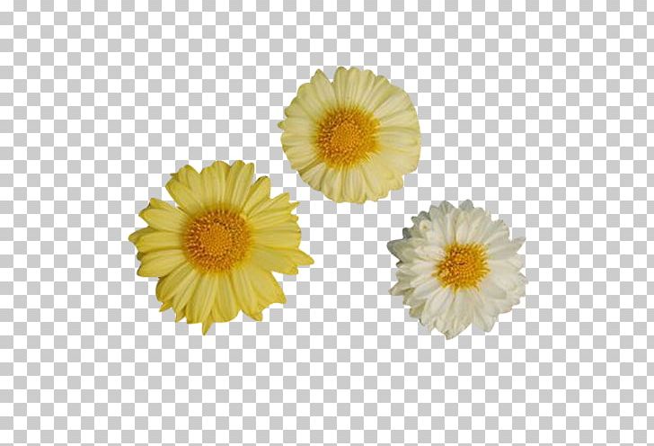 Download Chrysanthemum Vector at Vectorified.com | Collection of ...